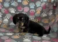 Longhair Starr, a female Miniature Dachshund for sale in Fitzgerald, GA – Photo 6 of 10