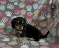 Longhair Starr, a female Miniature Dachshund for sale in Fitzgerald, GA – Photo 4 of 10