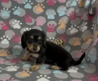 Longhair Starr, a female Miniature Dachshund for sale in Fitzgerald, GA – Photo 5 of 10