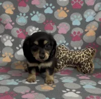 Longhair Starr, a female Miniature Dachshund for sale in Fitzgerald, GA – Photo 9 of 10