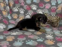 Longhair Starr, a female Miniature Dachshund for sale in Fitzgerald, GA – Photo 10 of 10