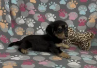 Longhair Starr, a female Miniature Dachshund for sale in Fitzgerald, GA – Photo 2 of 10