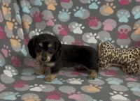 Longhair Starr, a female Miniature Dachshund for sale in Fitzgerald, GA – Photo 7 of 10