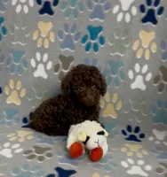 Rolo, a female Poodle - Toy  for sale in Fitzgerald, GA – 4 of 7