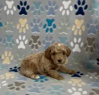 Gunner, a male Poodle - Toy  for sale in Fitzgerald, GA – 5 of 5