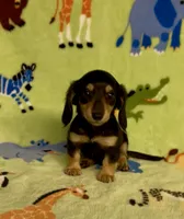 Longhair Dusty, a male Miniature Dachshund for sale in Fitzgerald, GA – 4 of 7