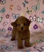 Tiny Pixie, a female Poodle - Toy  for sale in Fitzgerald, GA – 7 of 8