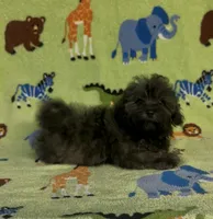 Rusty, a male Maltipoo for sale in Fitzgerald, GA – 10 of 10