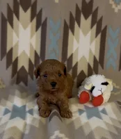 Polly, a female Poodle - Toy  for sale in Fitzgerald, GA – 2 of 4