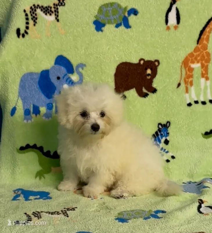 Ricky – Maltipoo puppy for sale in Fitzgerald, GA