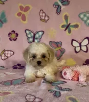 Risa , a female Maltipoo for sale in Fitzgerald, GA – 4 of 10