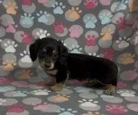 Longhair Sammy, a male Miniature Dachshund for sale in Fitzgerald, GA – Photo 6 of 8