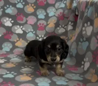 Longhair Sammy, a male Miniature Dachshund for sale in Fitzgerald, GA – Photo 4 of 8