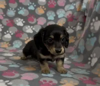 Longhair Sammy, a male Miniature Dachshund for sale in Fitzgerald, GA – Photo 8 of 8