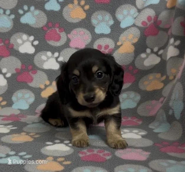 Longhair Sammy – Miniature Dachshund puppy for sale in Fitzgerald, GA