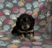 Longhair Sammy, a male Miniature Dachshund for sale in Fitzgerald, GA – Photo 1 of 8