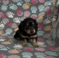 Longhair Sammy, a male Miniature Dachshund for sale in Fitzgerald, GA – Photo 2 of 8