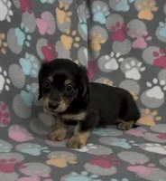 Longhair Sammy, a male Miniature Dachshund for sale in Fitzgerald, GA – Photo 5 of 8