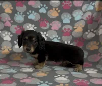 Longhair Sammy, a male Miniature Dachshund for sale in Fitzgerald, GA – Photo 7 of 8
