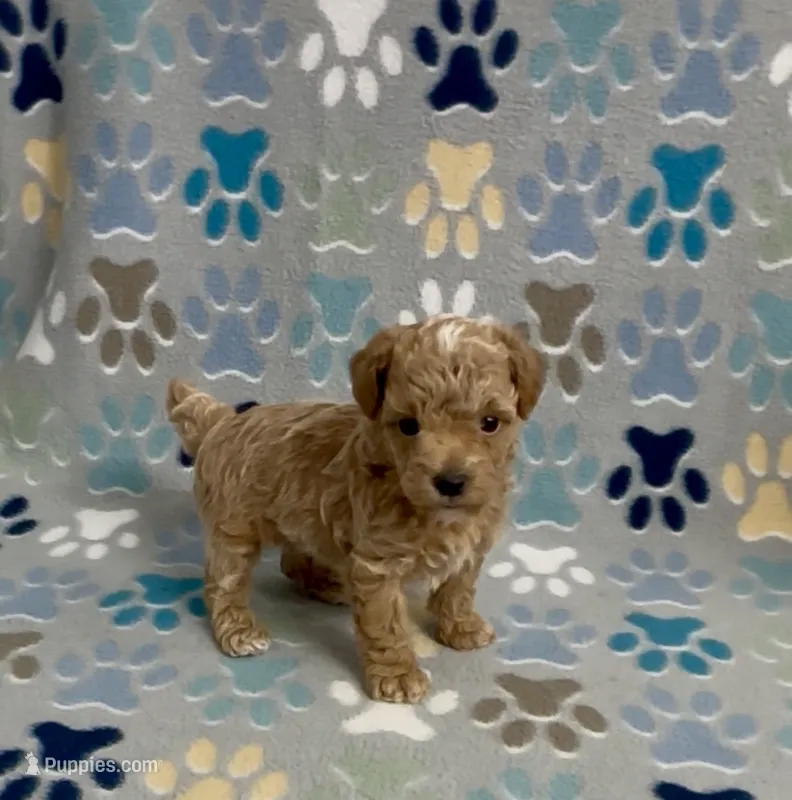 Garth – Poodle - Toy  puppy for sale in Fitzgerald, GA