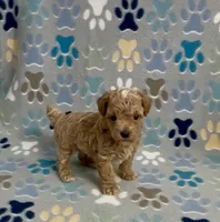 Garth, a male Poodle - Toy  for sale in Fitzgerald, GA – 1 of 10