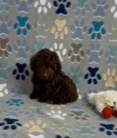 Rolo, a female Poodle - Toy  for sale in Fitzgerald, GA – 7 of 7
