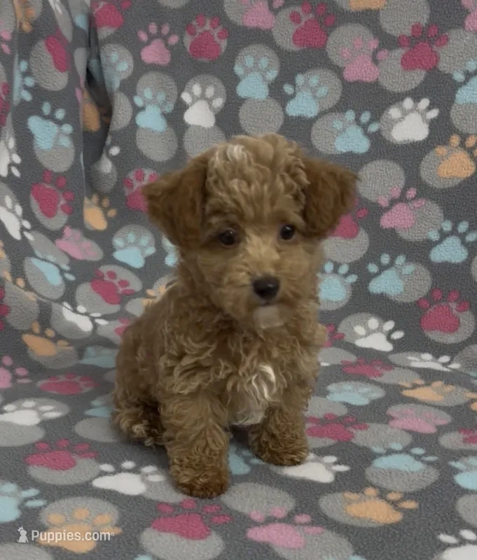 Garth – Poodle - Toy  puppy for sale in Fitzgerald, GA