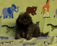 Rusty, a male Maltipoo for sale in Fitzgerald, GA – 7 of 10