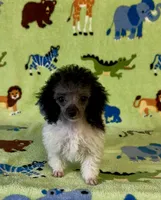 Rosey , a female Poodle - Toy  for sale in Fitzgerald, GA – 3 of 7