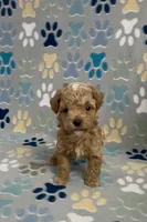 Garth, a male Poodle - Toy  for sale in Fitzgerald, GA – 5 of 10