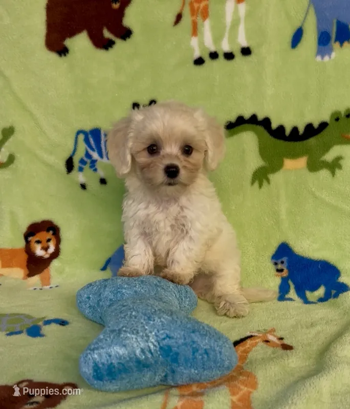 Royal – Maltipoo puppy for sale in Fitzgerald, GA