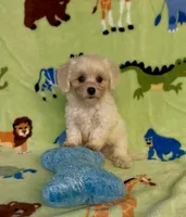 Royal, a male Maltipoo for sale in Fitzgerald, GA – 1 of 10