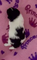Kenya, a female Pomapoo for sale in Fitzgerald, GA – 5 of 6
