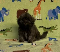 Rusty, a male Maltipoo for sale in Fitzgerald, GA – 6 of 10