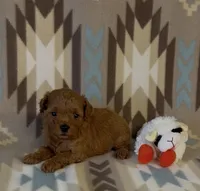 Polly, a female Poodle - Toy  for sale in Fitzgerald, GA – 4 of 4