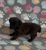 Moxie, a female Poodle - Toy  for sale in Fitzgerald, GA – Photo 2 of 10