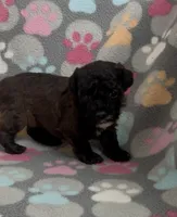 Moxie, a female Poodle - Toy  for sale in Fitzgerald, GA – Photo 3 of 10