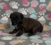 Moxie, a female Poodle - Toy  for sale in Fitzgerald, GA – Photo 6 of 10