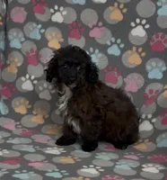 Moxie, a female Poodle - Toy  for sale in Fitzgerald, GA – Photo 3 of 6