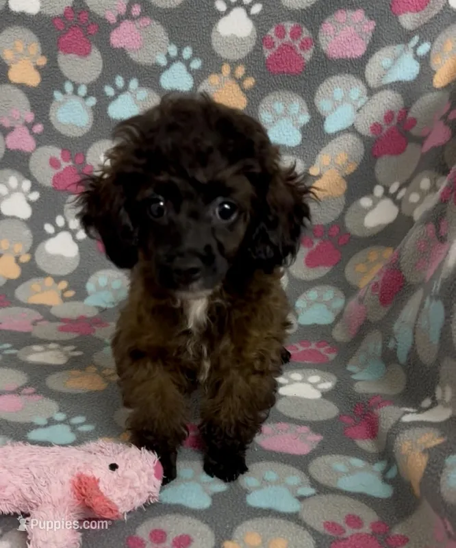 Moxie – Poodle - Toy  puppy on hold in Fitzgerald, GA