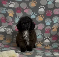 Moxie, a female Poodle - Toy  for sale in Fitzgerald, GA – Photo 6 of 6