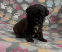 Moxie, a female Poodle - Toy  for sale in Fitzgerald, GA – Photo 1 of 10