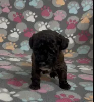 Moxie, a female Poodle - Toy  for sale in Fitzgerald, GA – Photo 9 of 10