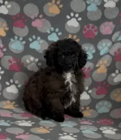 Moxie, a female Poodle - Toy  for sale in Fitzgerald, GA – Photo 1 of 6