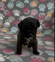 Moxie, a female Poodle - Toy  for sale in Fitzgerald, GA – Photo 8 of 10