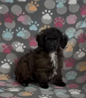 Moxie, a female Poodle - Toy  for sale in Fitzgerald, GA – Photo 4 of 6