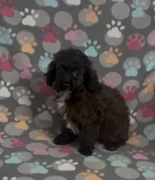 Moxie, a female Poodle - Toy  for sale in Fitzgerald, GA – Photo 2 of 6