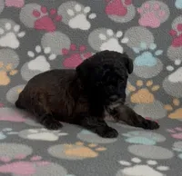 Moxie, a female Poodle - Toy  for sale in Fitzgerald, GA – Photo 4 of 10