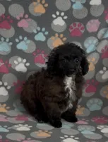 Moxie, a female Poodle - Toy  for sale in Fitzgerald, GA – Photo 5 of 6