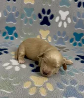 Longhair Damon, a male Miniature Dachshund for sale in Fitzgerald, GA – 4 of 4